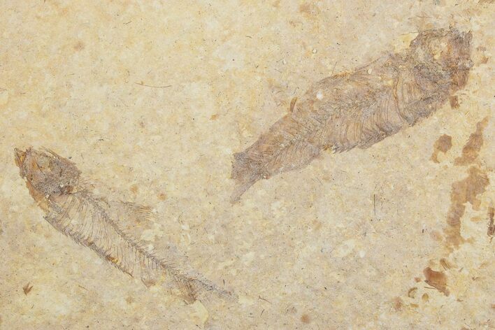 Fossil Fish (Knightia) Mortality Plate - Wyoming #375401